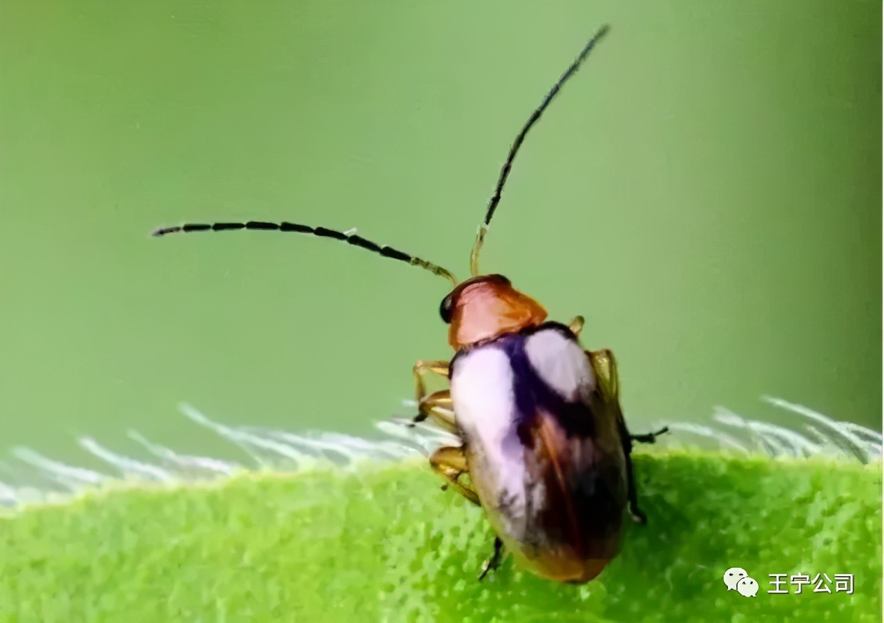 玉米上的虫害打什么药,玉米虫害防治口诀谚语