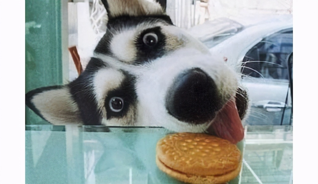 怎么养哈士奇才能让它乖一点,怎么养哈士奇不会咬人