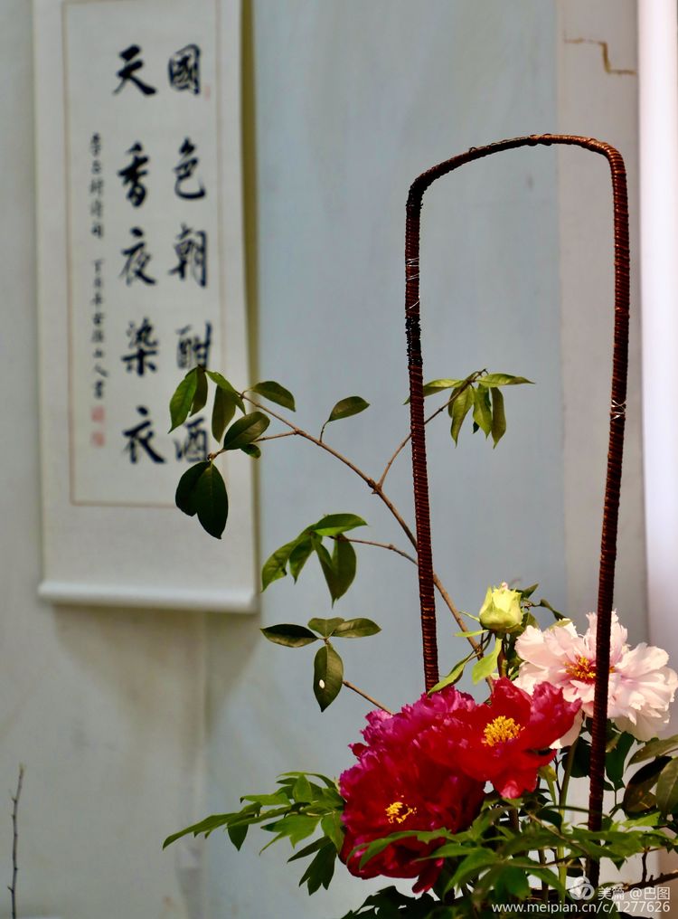 看洛阳牡丹花卉节,洛阳古都牡丹花展