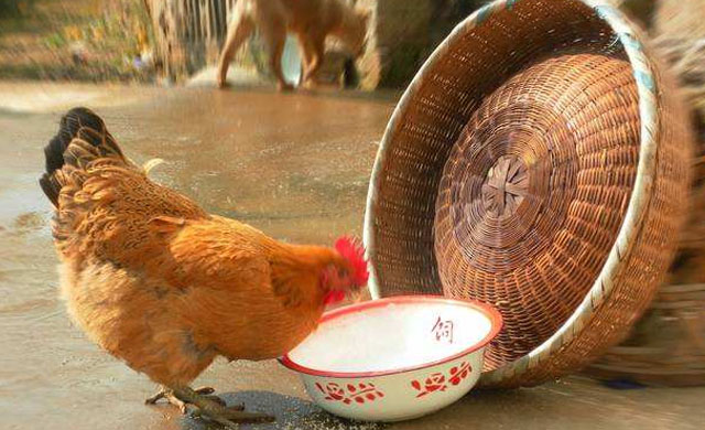 鸡拉绿色粪便的原因及治疗,鸡拉黄屎怎么处理