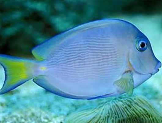 十大最好看的观赏鱼图片大全,十种最漂亮的观赏鱼图片