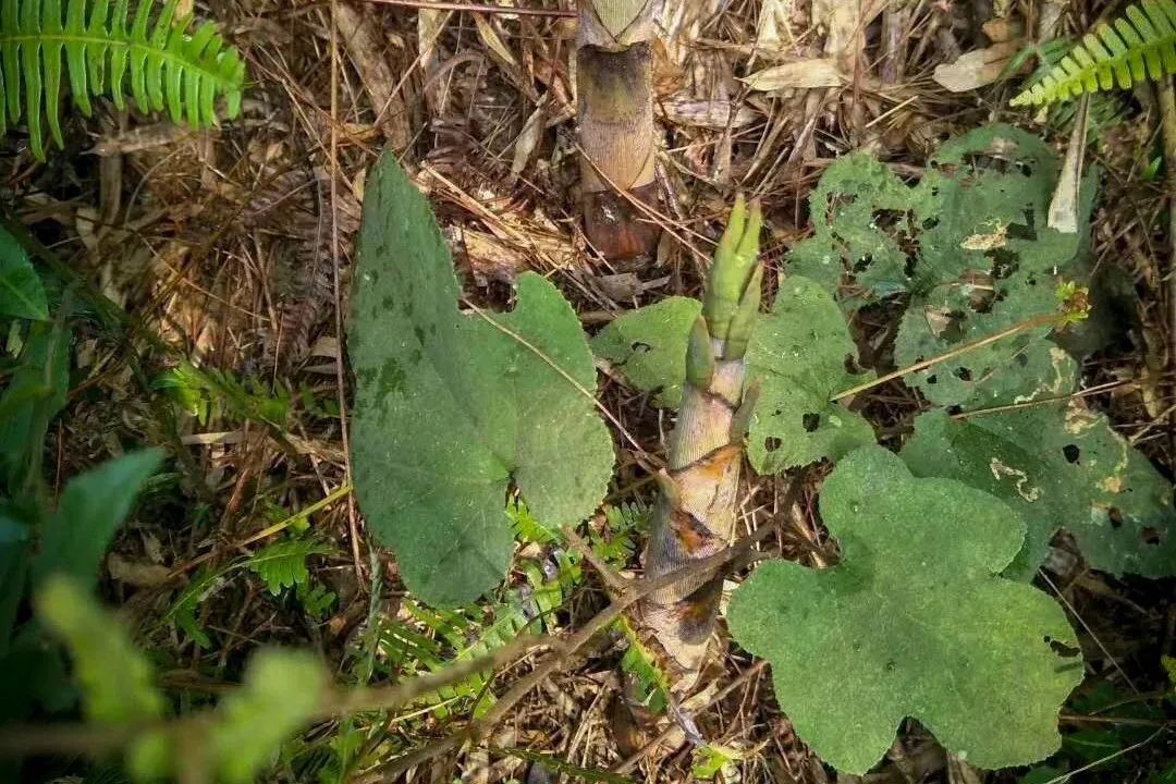四月天山上春笋鲜,人间四月天春笋鲜