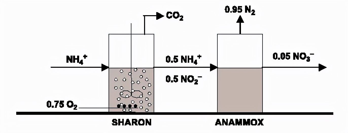 进来复习!一文读懂硝化反硝化