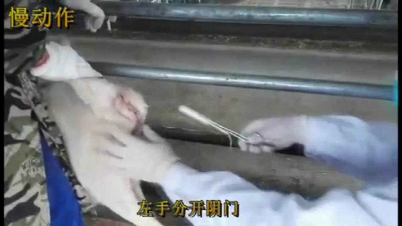 羊同期发情的第一天，主要的工作就是放栓。