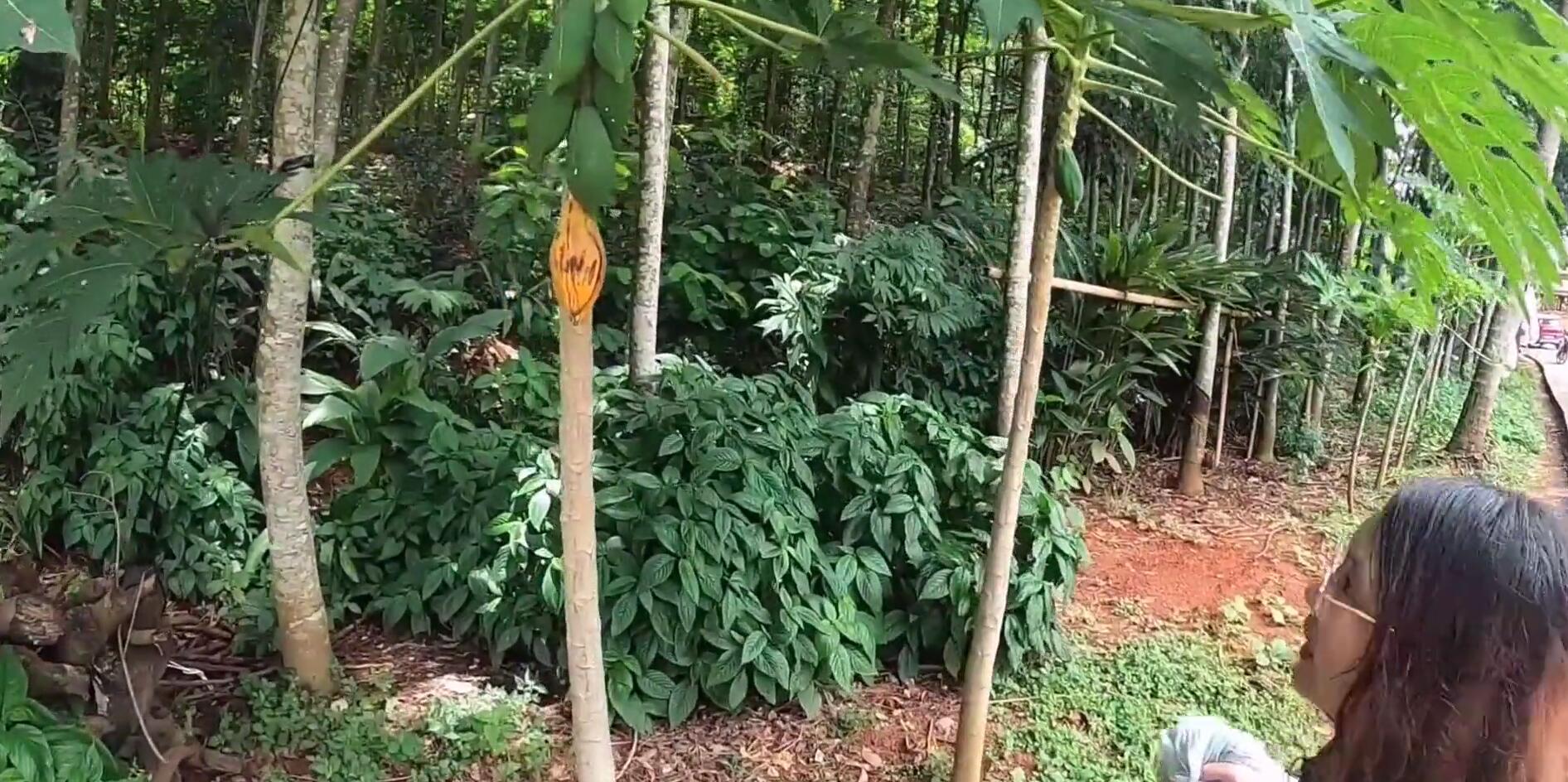 西双版纳热带雨林导游,西双版纳热带雨林谷导游