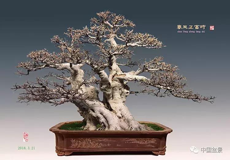 陈文图老师,陈文图盆景欣赏