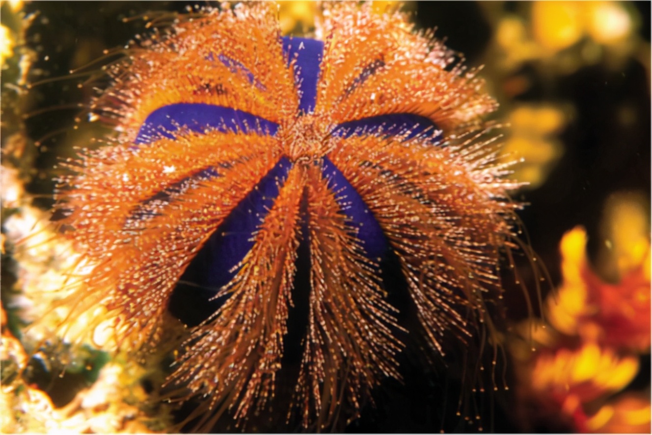 三亚海胆几月份吃最佳,海南这个季节的海胆没有肉么