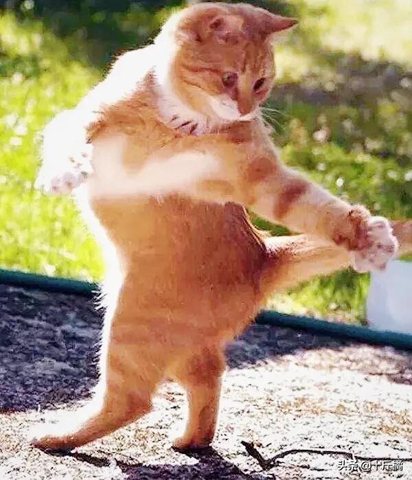 舞痴猫咪:每一个不曾起舞的日子,都是对生命的辜负!