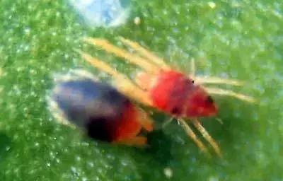 秋季枣树怎样防病虫,枣树怎样应对高温天气影响