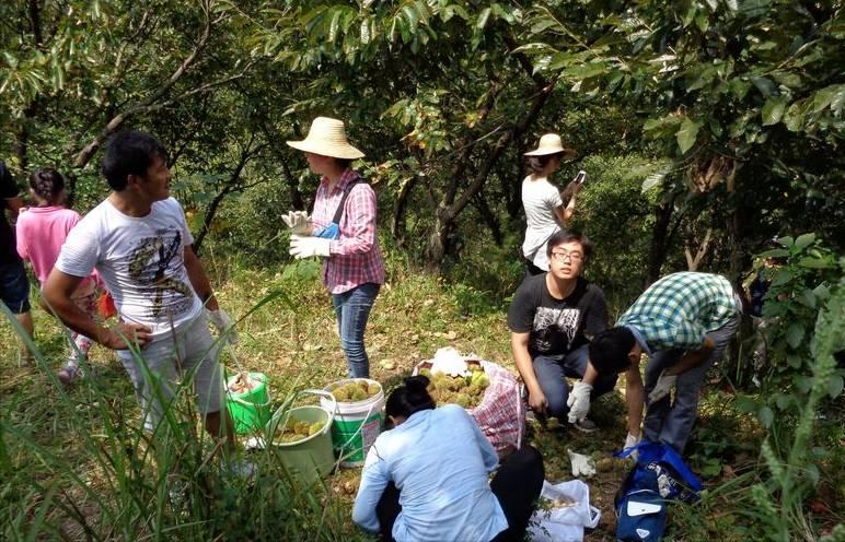 綦振森本是个清洁工，却转行卖起了糖炒栗子，销售额突破四千万