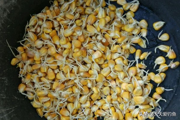 素饵钓鱼绝密配方,野钓玉米饵料排行