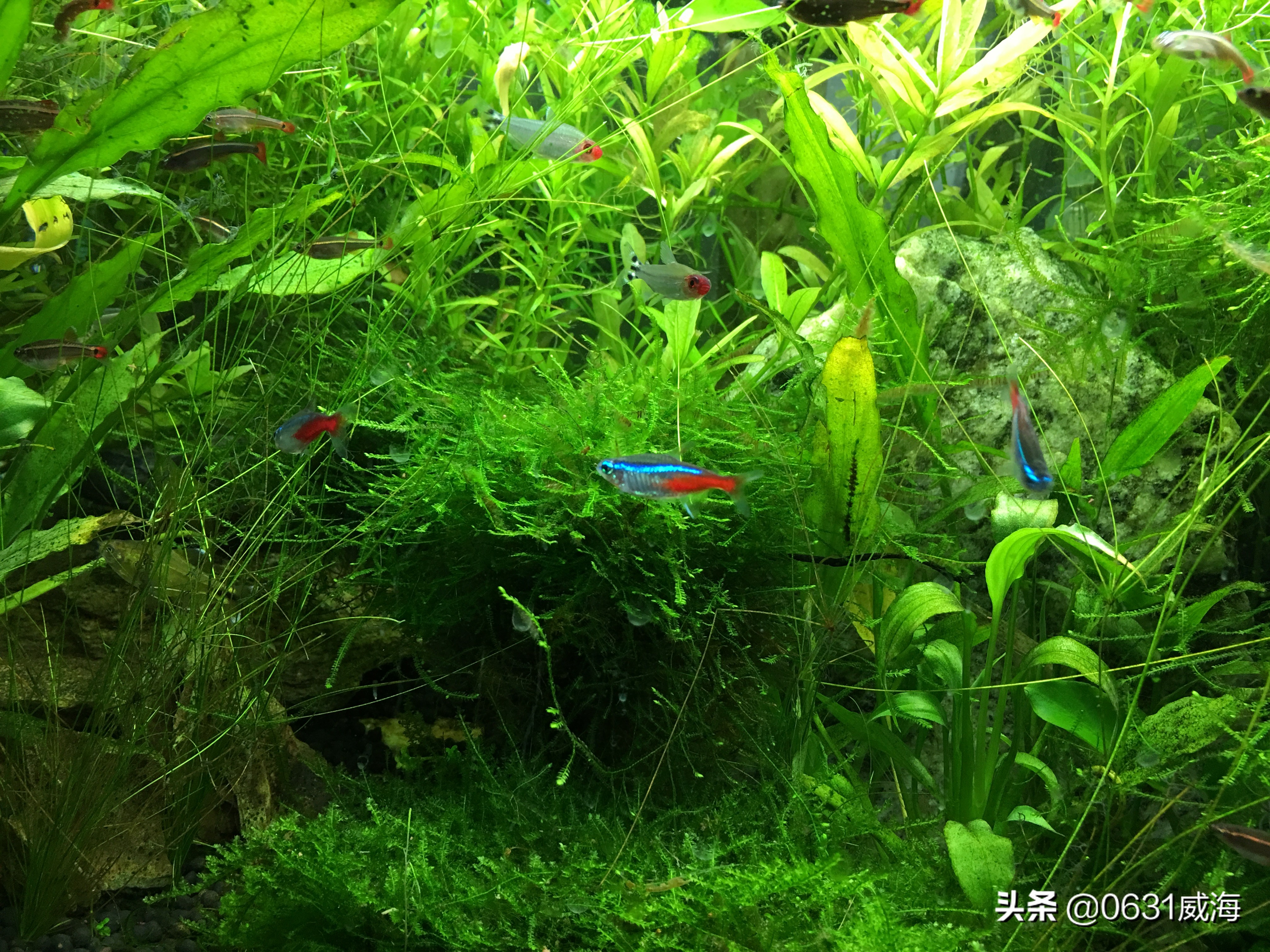 饲养观赏鱼遇到白点病你是如何处理的,土方法你用过没有?