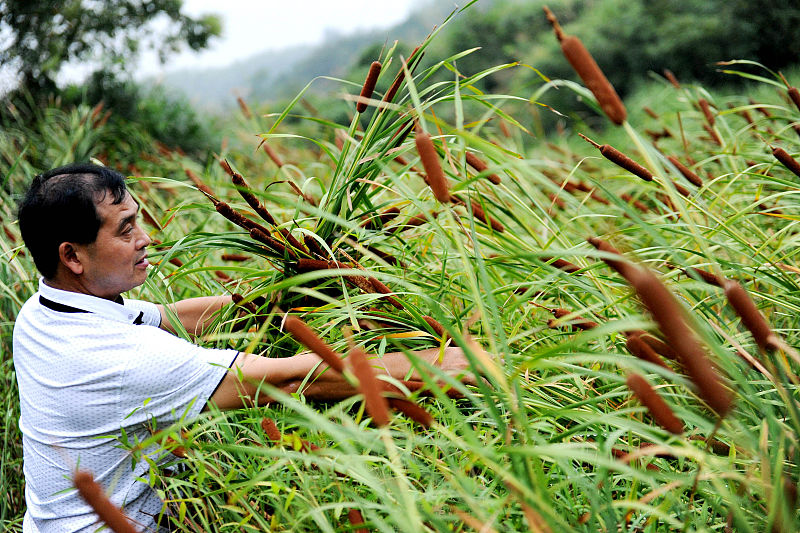 水蜡烛草如何除掉,水蜡烛用什么除草剂能除掉