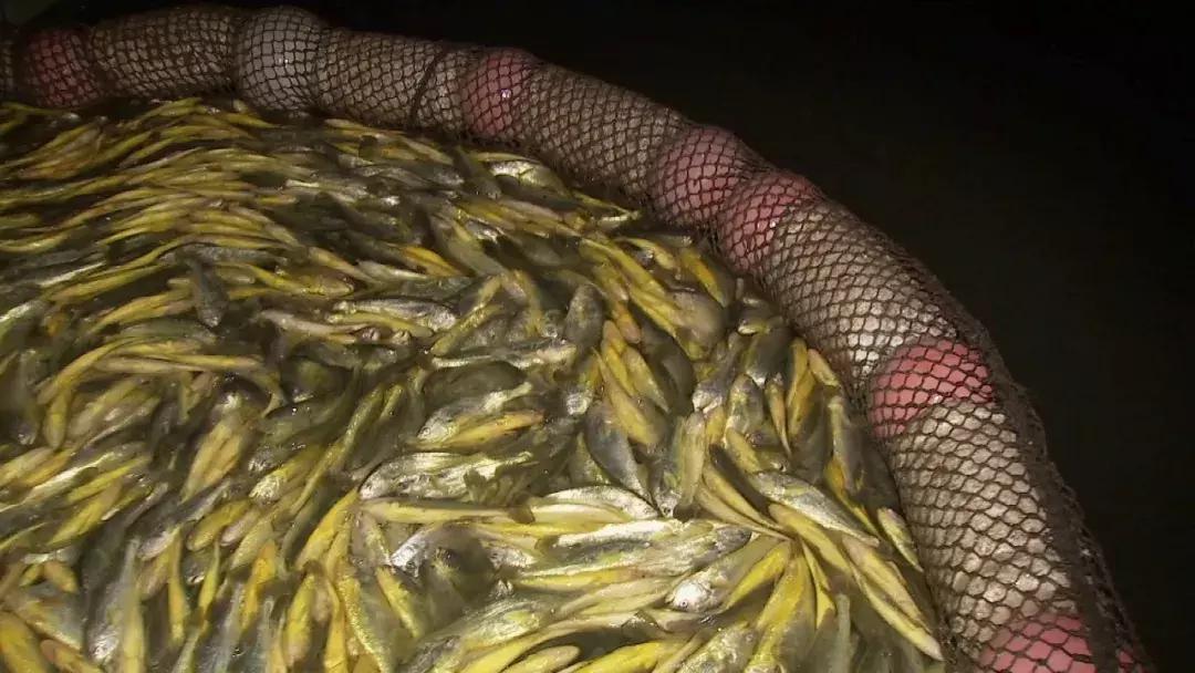 年过花甲,他重回“鬼门关”,抓出上亿黄金财