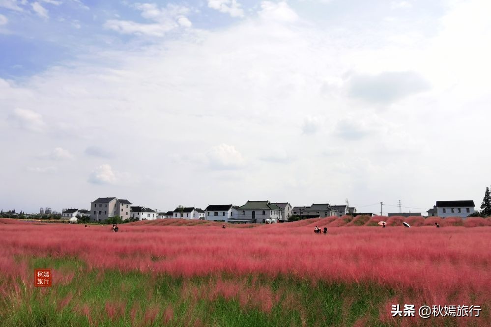常熟粉黛花海景点,常熟市油菜花田