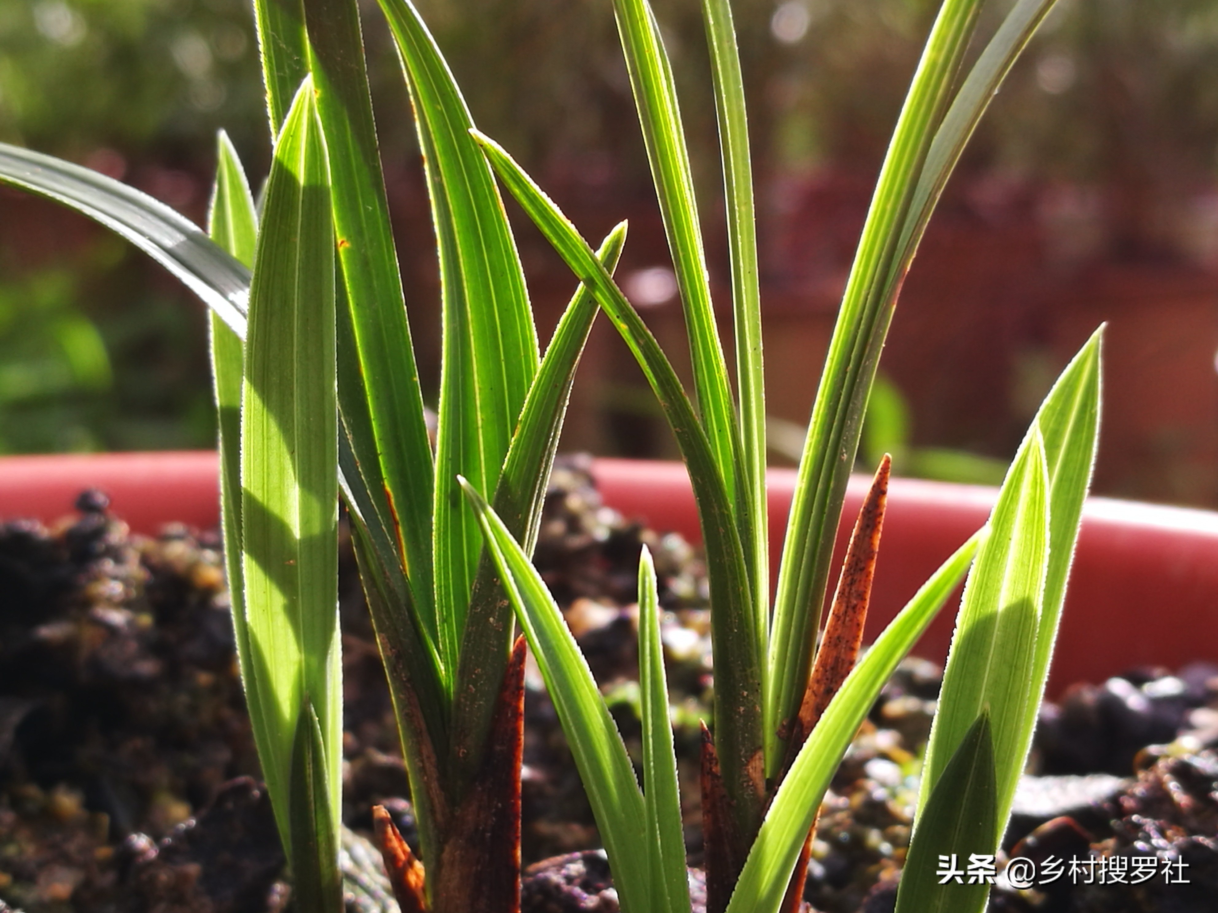 兰花冬天冻苗怎么养,兰花幼苗过冬注意事项