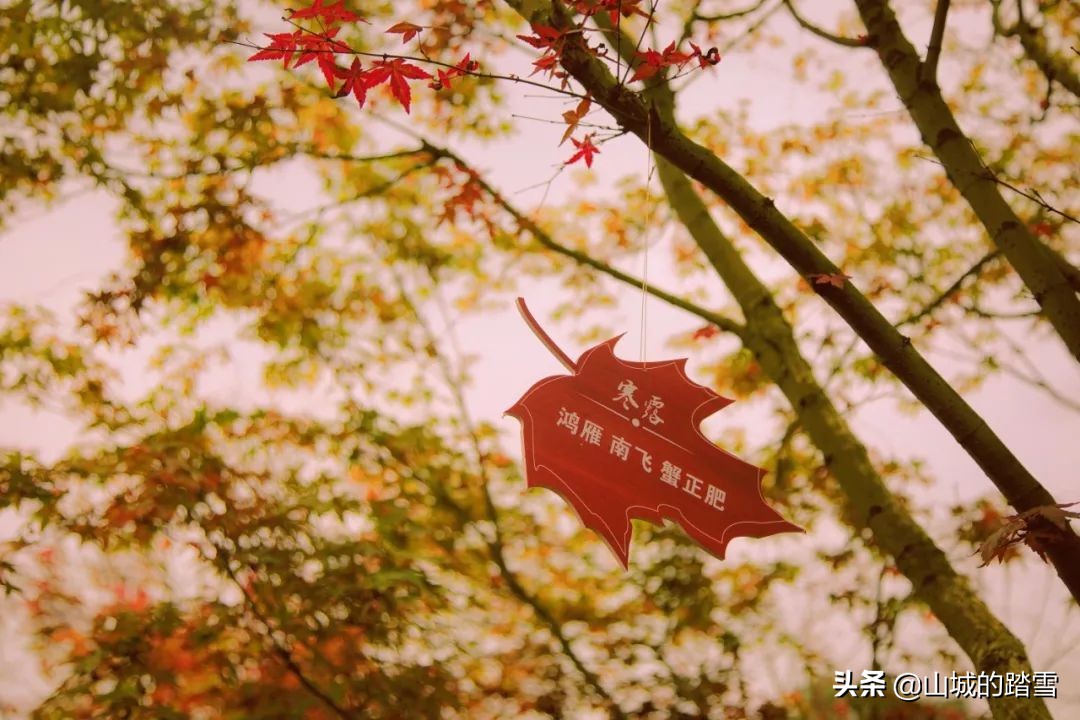 重庆巴南区旅游攻略,巴南主城区一日游的绝佳去处