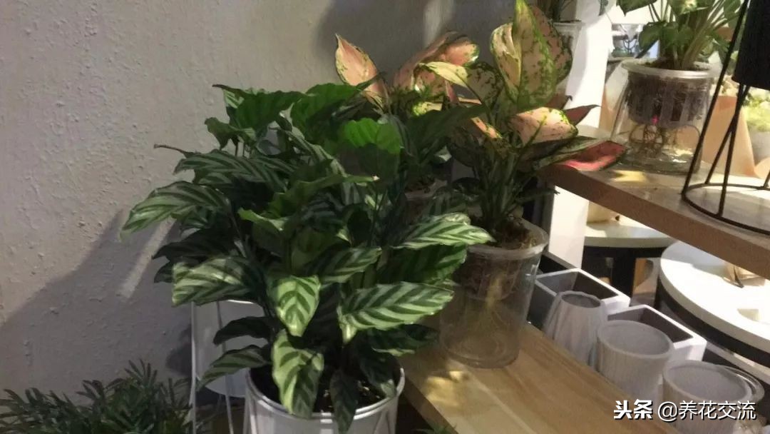 耐阴又耐旱的好养花草,种植什么能遮阴