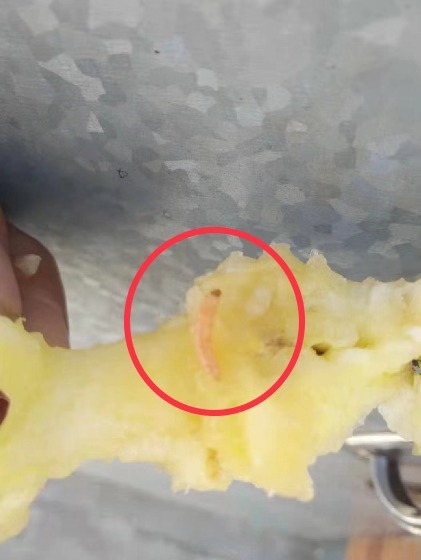 恶心吃苹果,吃苹果时吃出一条虫子感觉很恶心