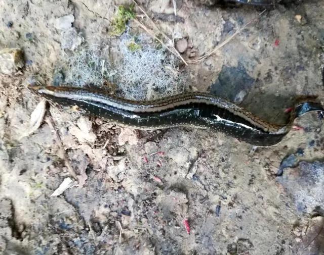 浑身带刺的鱼类似于泥鳅,像泥鳅背上带刺的是什么鱼