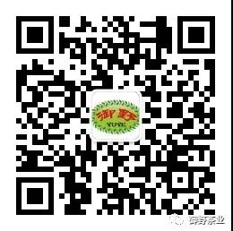 御野牌西湖龙井茶,杭州御野龙井茶价格