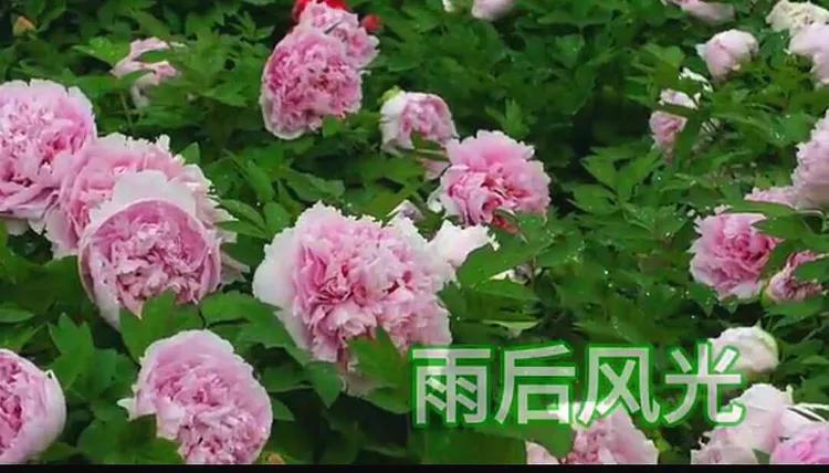 雍容华贵的国之牡丹惊艳了世界,美丽富贵的国花洛阳牡丹