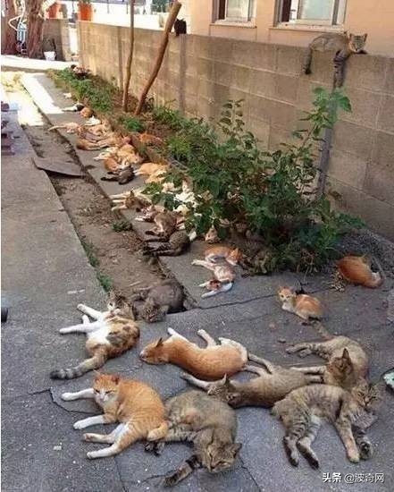 猫咪吸了猫薄荷后困正常吗,喵星人吸猫