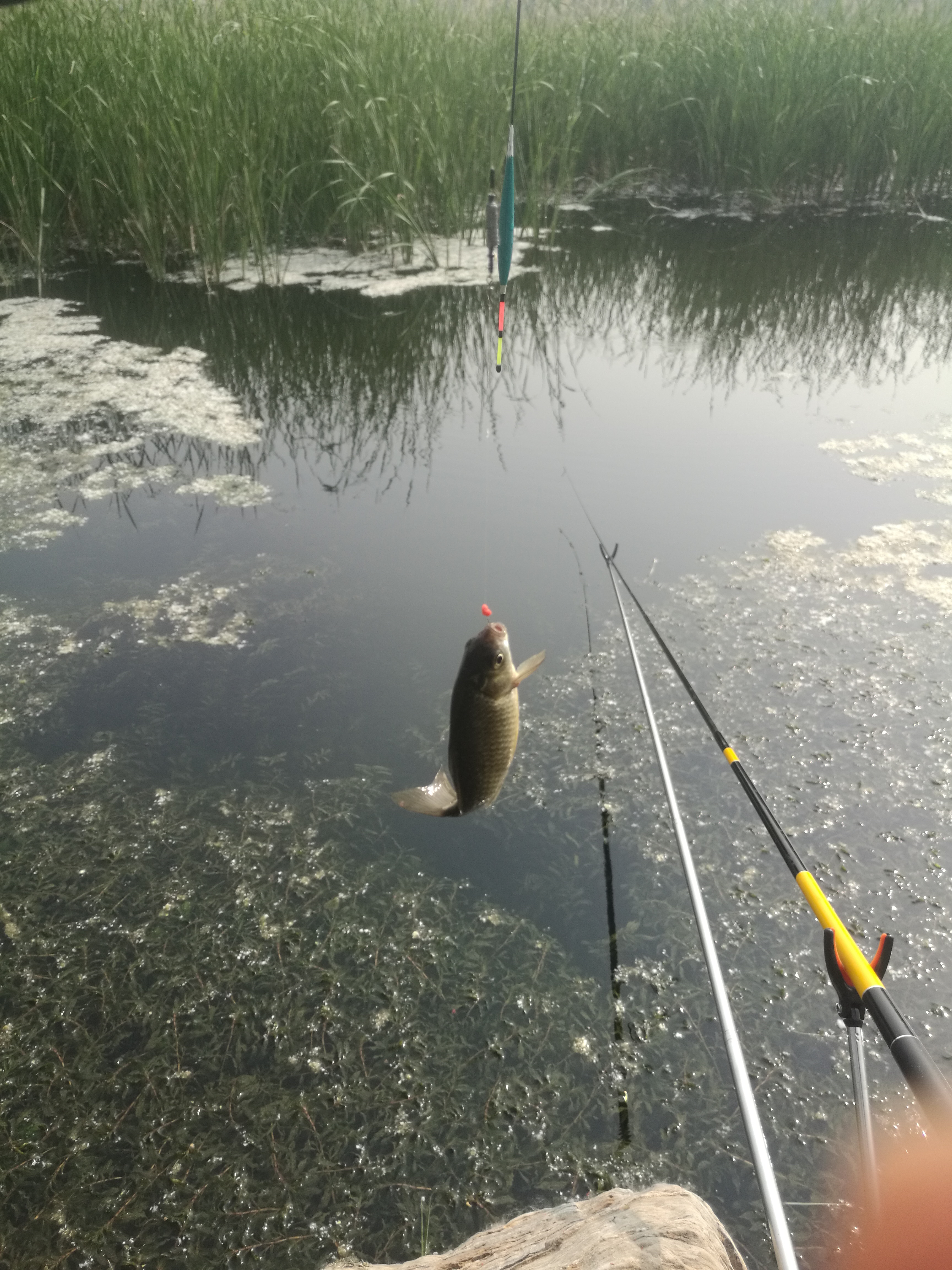 野钓鲫鱼绝密技巧大全,野钓钓鲫鱼技巧详解全攻略