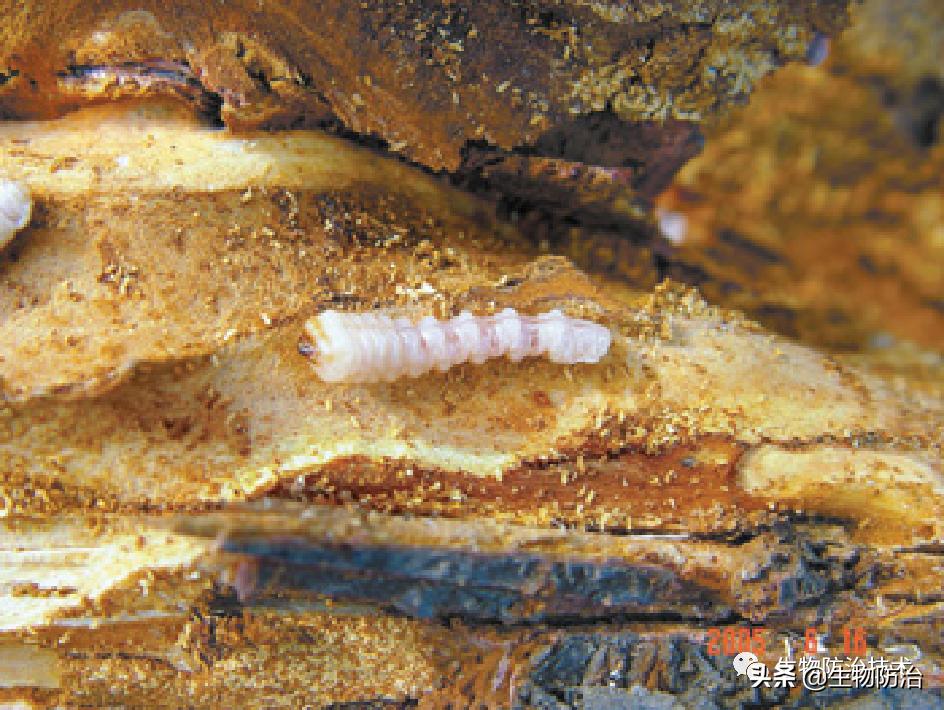 蛀干害虫是钻蛀害虫吗,果树枝干钻蛀害虫图片