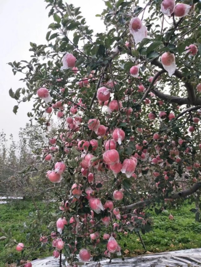 山西红富士苹果，手机微信号:13453922950