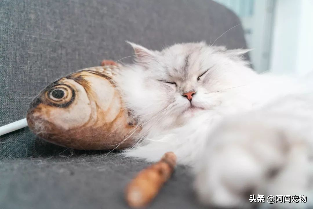 猫咪不洗澡也很干净,猫咪洗澡没冲干净有什么影响