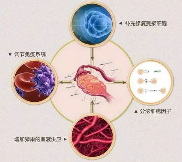 常见卵巢早衰的治疗方案,卵巢早衰能治好吗如何治卵巢早衰