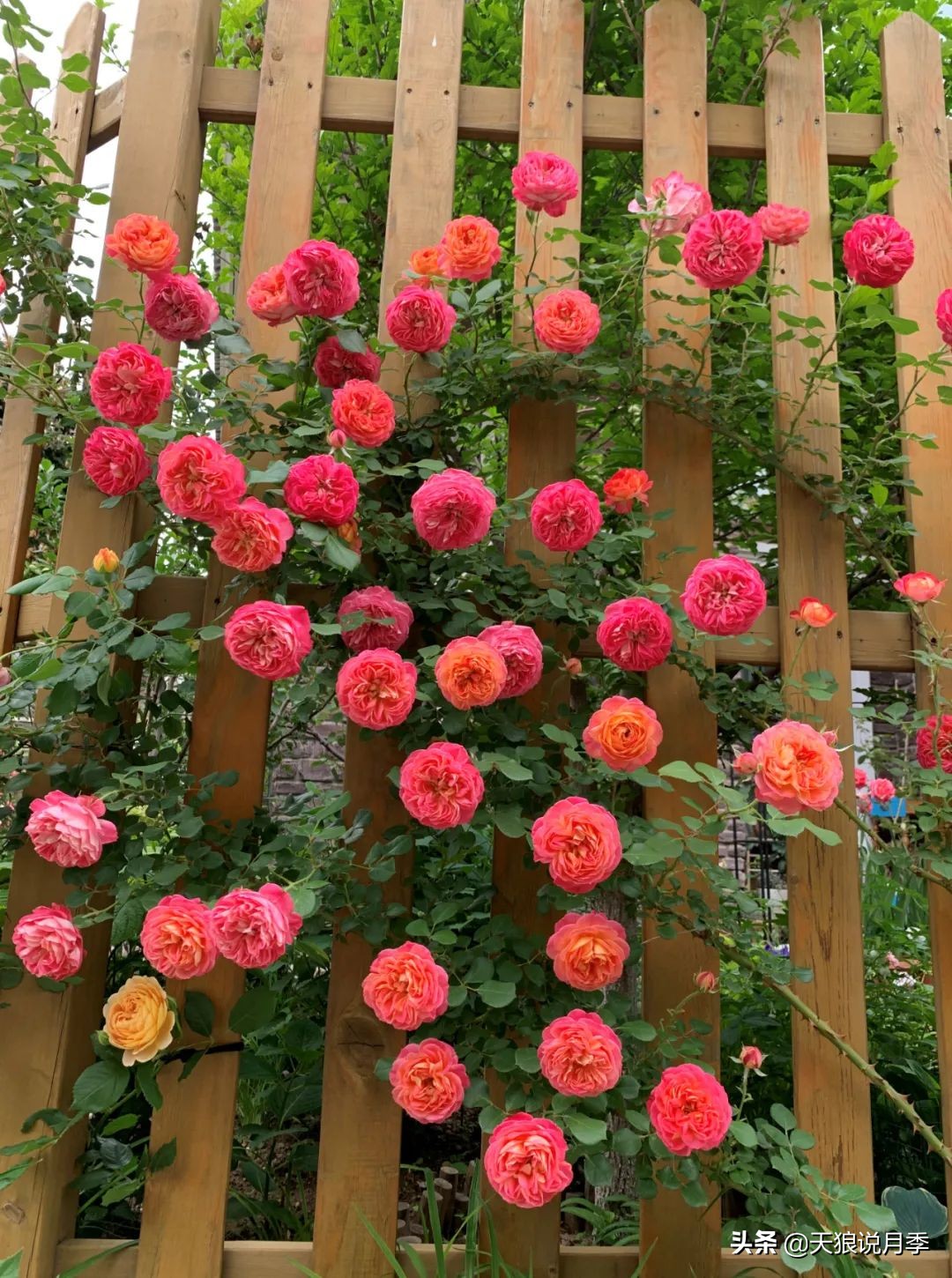 多久可以打造出一面月季花墙,月季花墙怎么养成