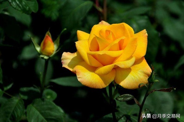 黄金庆典和果汁阳台月季哪个好,10种最经典的切花月季品种