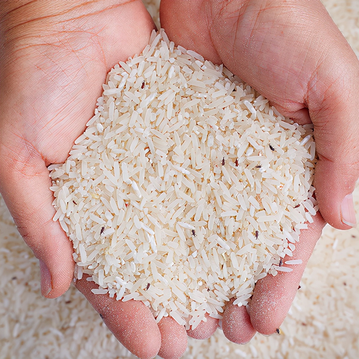 大米里有微小的虫子,米饭里的小黑虫子