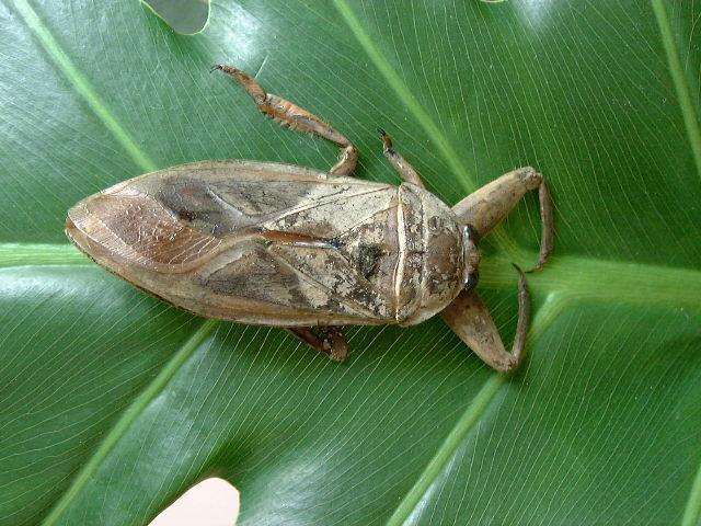 昆虫的情感世界并不逊色于人类,它们也有形形色色的求爱招数