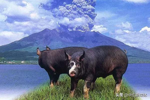 名猪大集合，看看你认识几个？