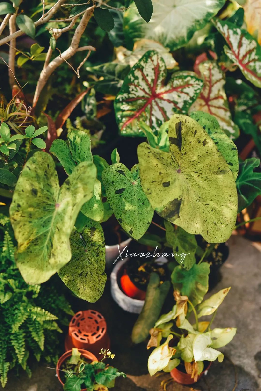 没花园怎么种花？从东北到广东，4位大神在室内种出植物园，绝美