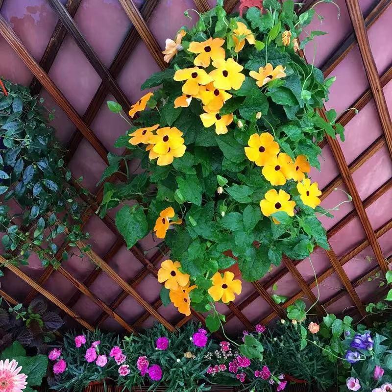 刷屏级花草，我也就拿着手机看了一下午而已！