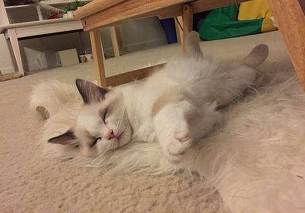 猫咪毛发会因为长大改变,猫咪秃头怎么回事