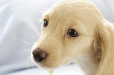 除犬瘟、细小以外，对狗来说第3大疾病—冠状病毒，一文为你解析