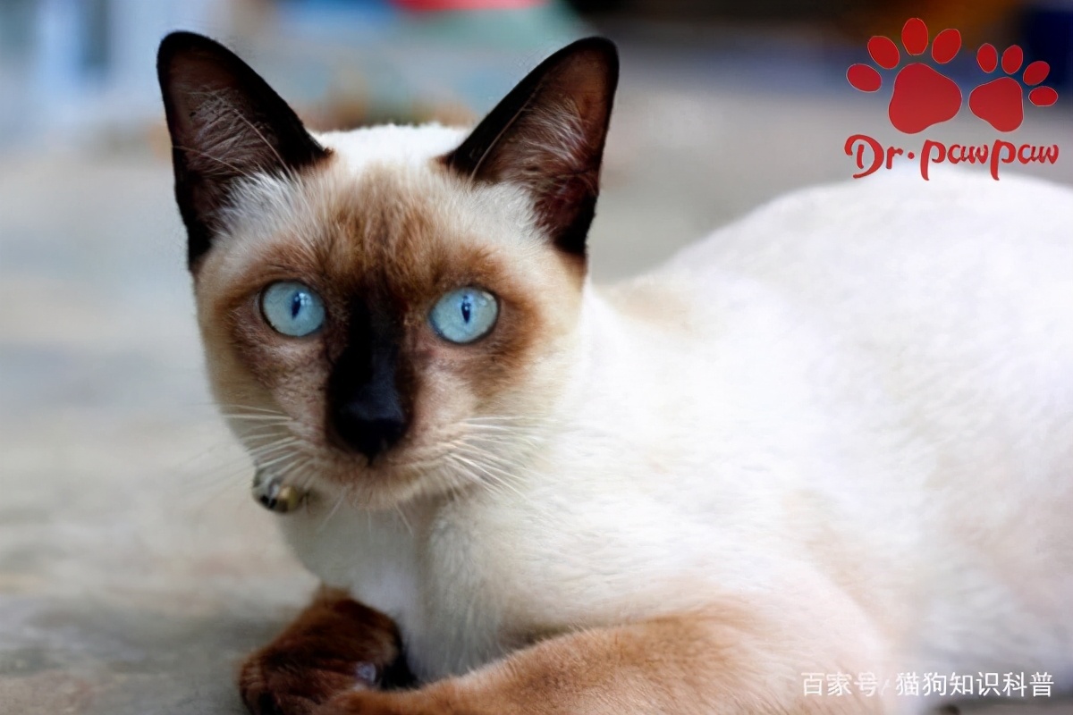 小奶猫鼻塞怎么办最有效,小奶猫鼻塞