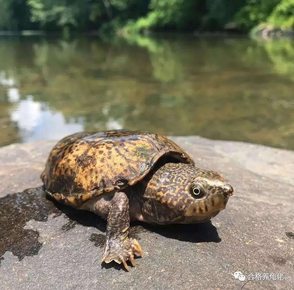 所谓的深水龟能下多深,养石金钱龟水位要多深