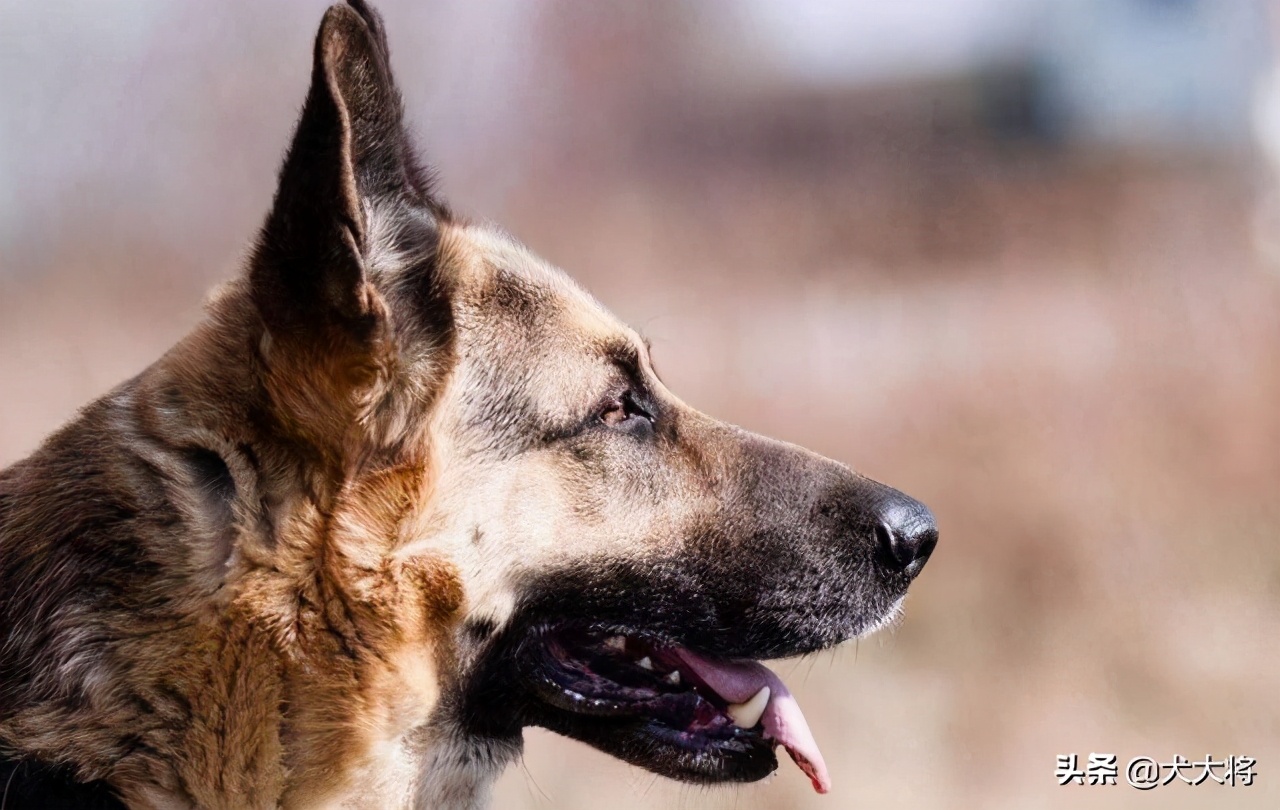 黑狼犬和莱州红犬哪个强,猛犬大战野狼