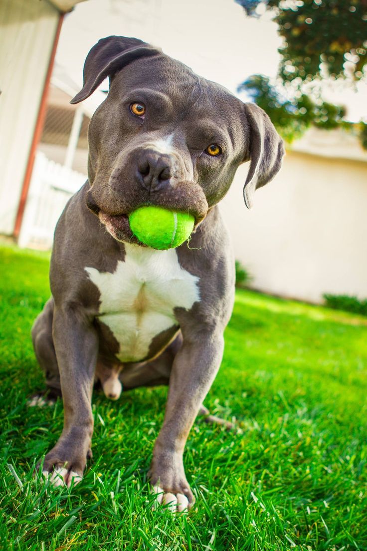 比特犬怎样训练,比特犬要怎么训练
