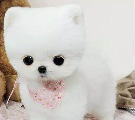 博美得了真菌皮肤病吃什么药,博美狗皮肤病用什么药