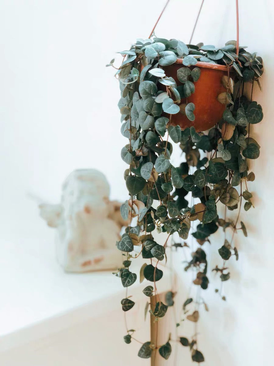 家里养盆爱之蔓，满盆都是小爱心，唯美又浪漫，好看又好养