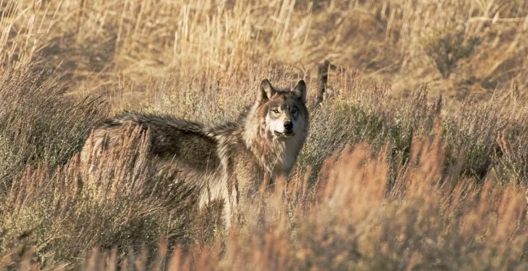 閭垫瘏寰瀷灏忚,閭垫瘏灏忚