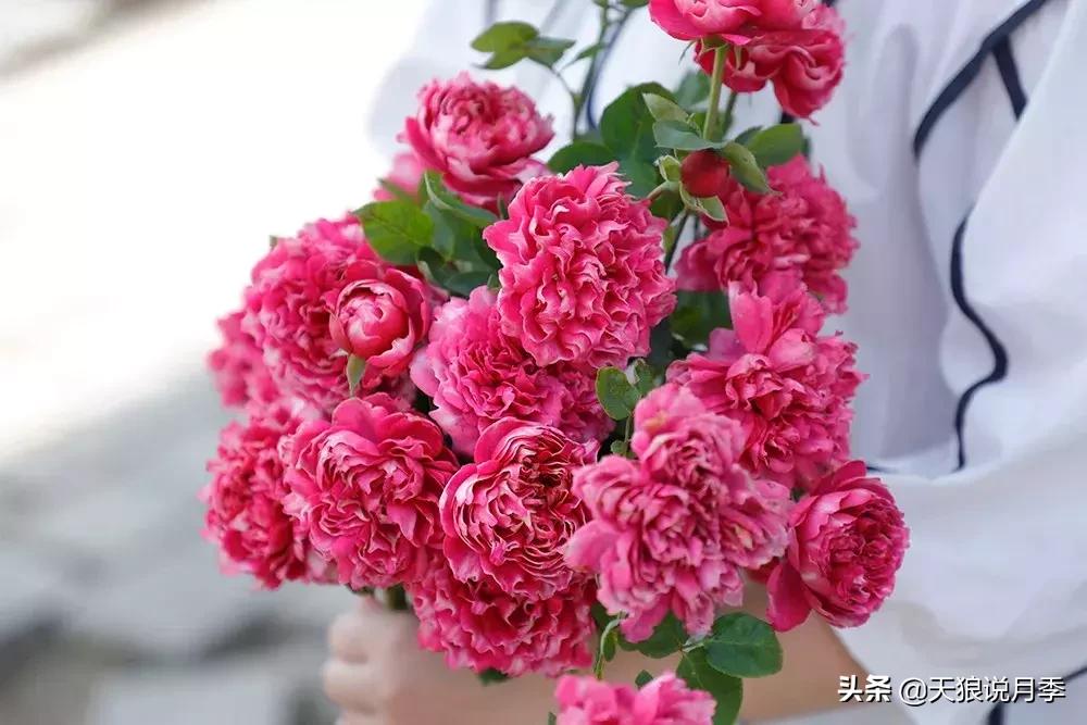 天狼自育哪个品种最好,天狼月季紫雾凝霜