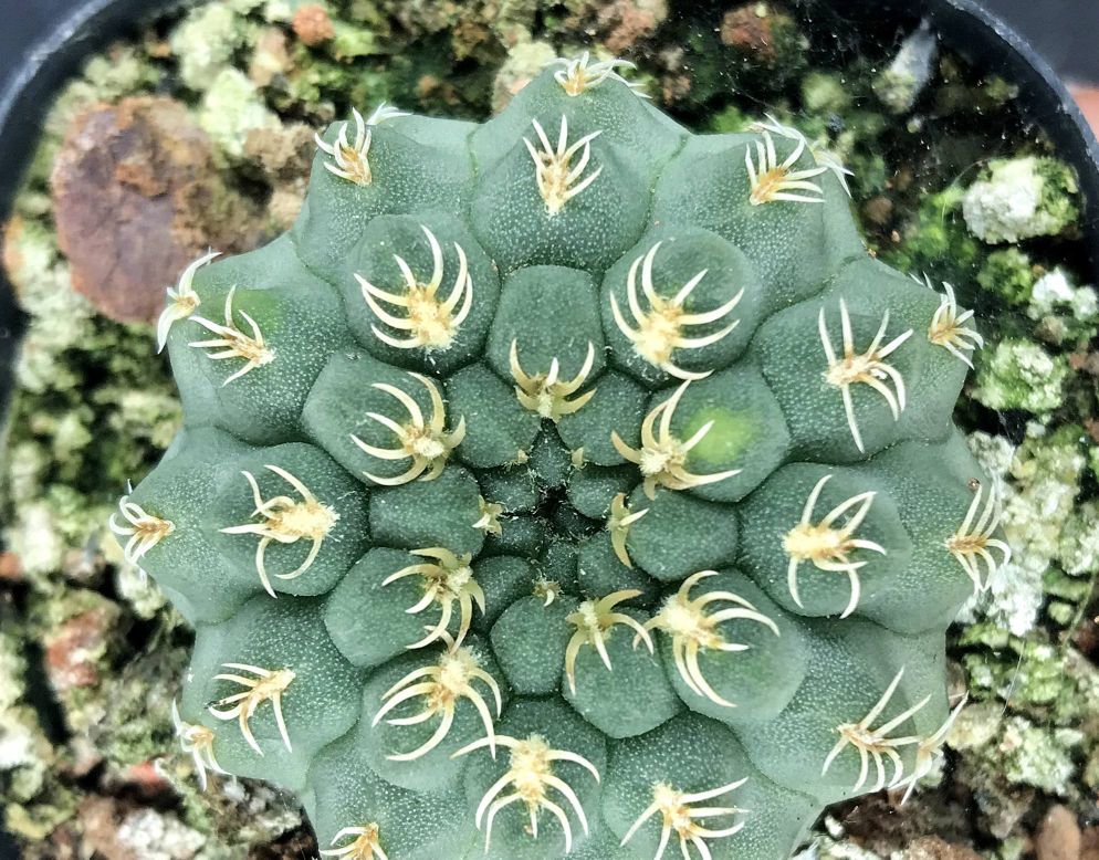 101仙人球,101个仙人球品种